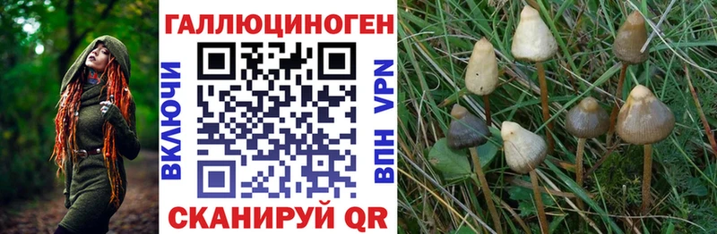 Галлюциногенные грибы Psilocybine cubensis  Купить где  Красково 